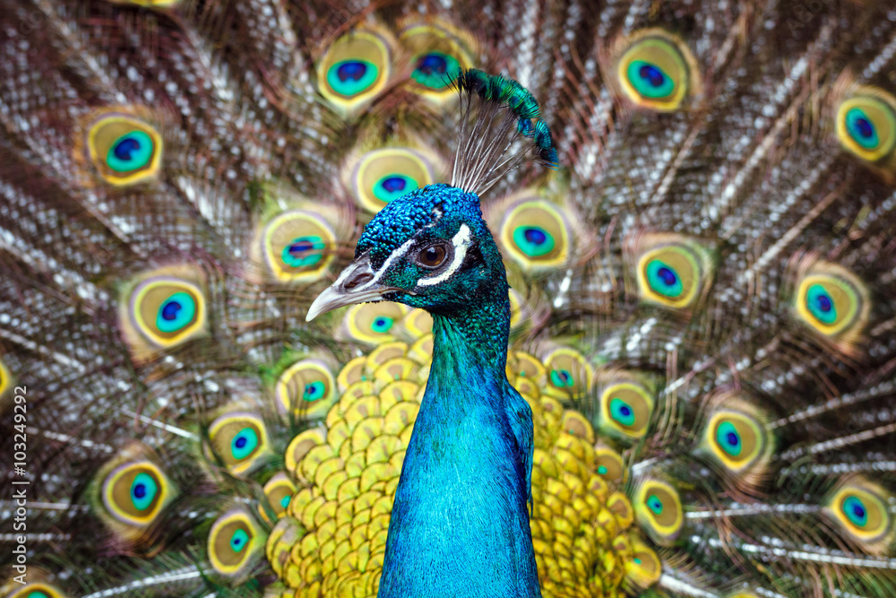 Obraz premium Beautiful colorful peacock showing off his tail