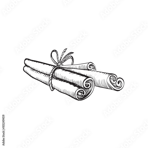 cinnamon, ink drawing brush isolated vector