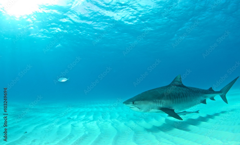 Fototapeta premium Tiger shark