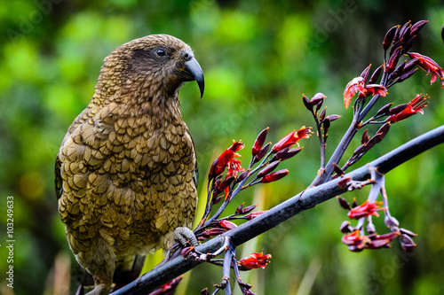New Zealand Kea gazing into the forest