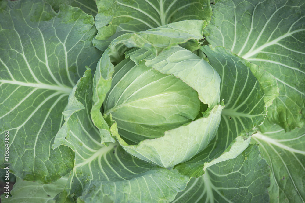 fresh cabbage in garden fresh cabbage in garden