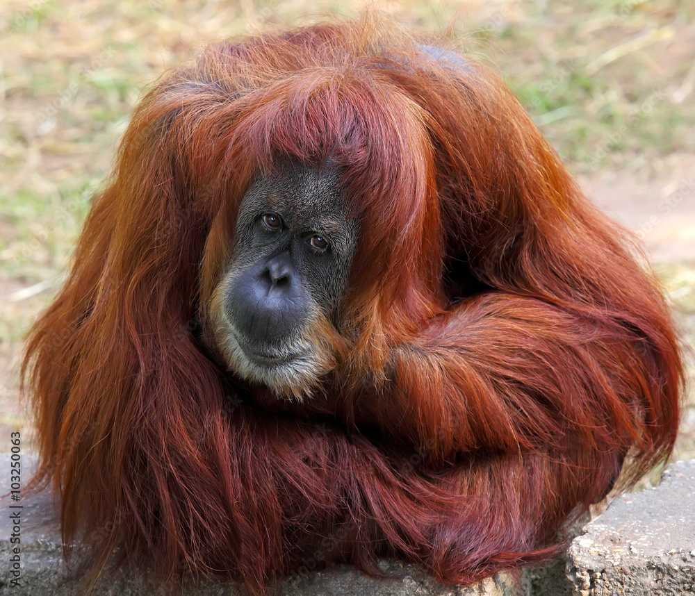 Orangutan Orangutan