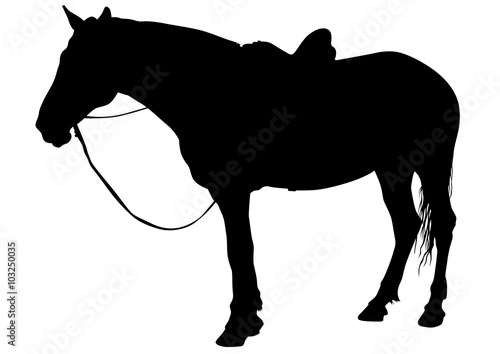 Horse with a riders women on a white background