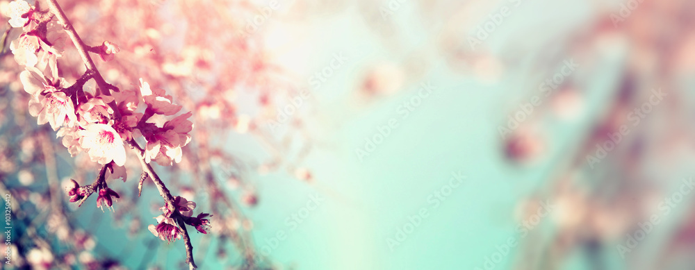 Fototapeta premium Abstract blurred website banner background of of spring white cherry blossoms tree. selective focus. vintage filtered 