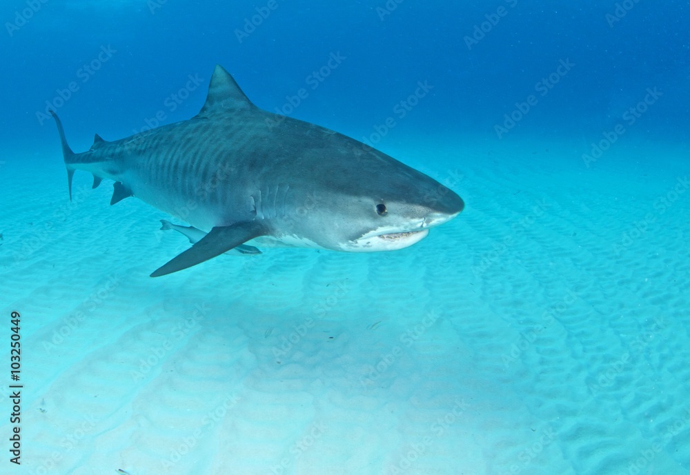Fototapeta premium Tiger shark