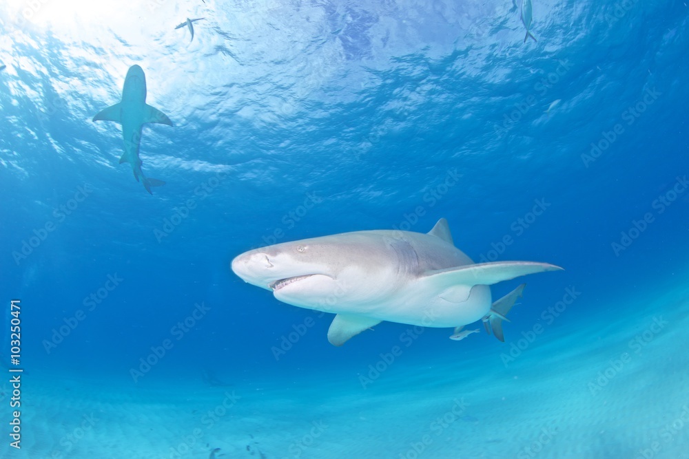 Fototapeta premium Lemon shark