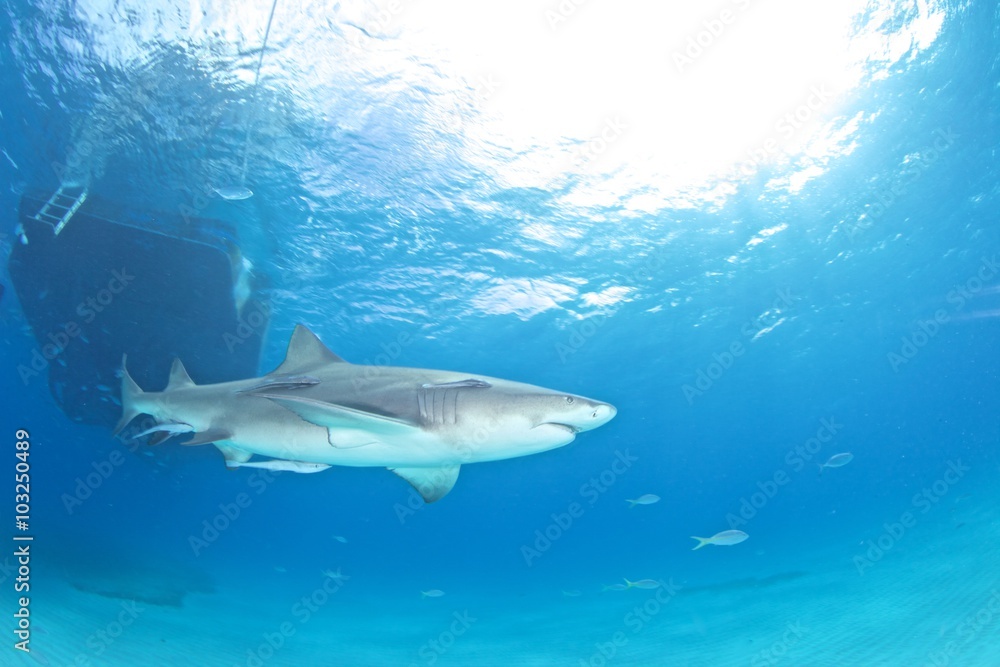 Fototapeta premium Lemon shark