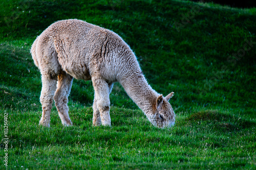 New Zealand Alpaca © lcy1063