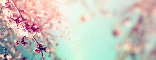 Slika na platnu Abstract blurred website banner background of of spring white cherry blossoms tree