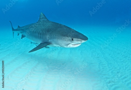 Tiger shark © Michael Bogner