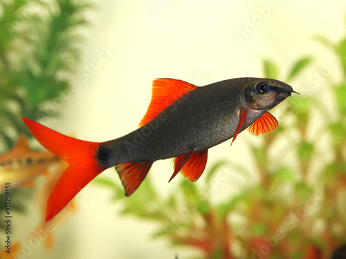 beautiful aquarium fish Red Tail Shark (Labeo bicolor) .