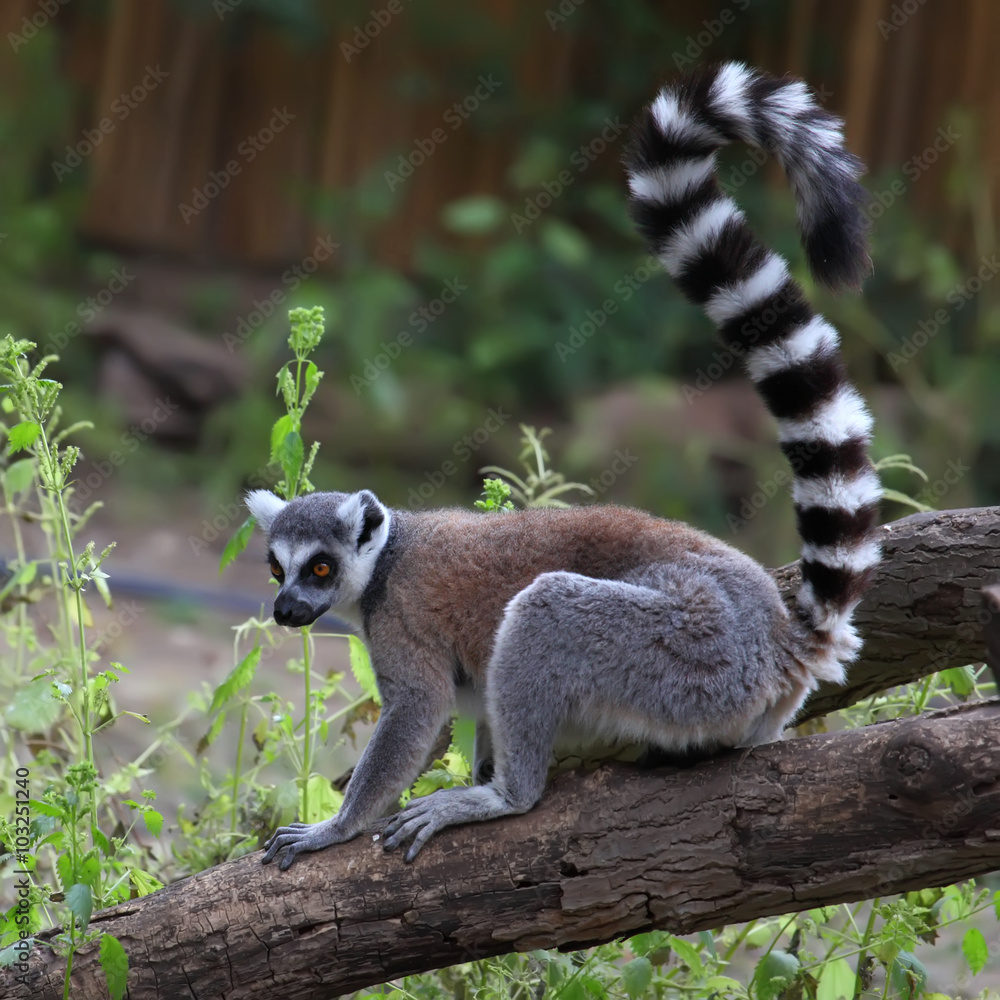 Fototapeta premium close-up of a ring-tailed lemur in zoo