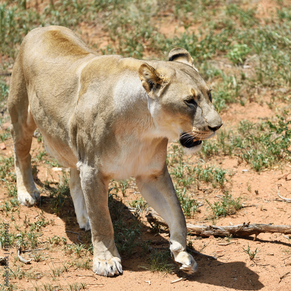 Fototapeta premium Lioness, Namibia, Africa