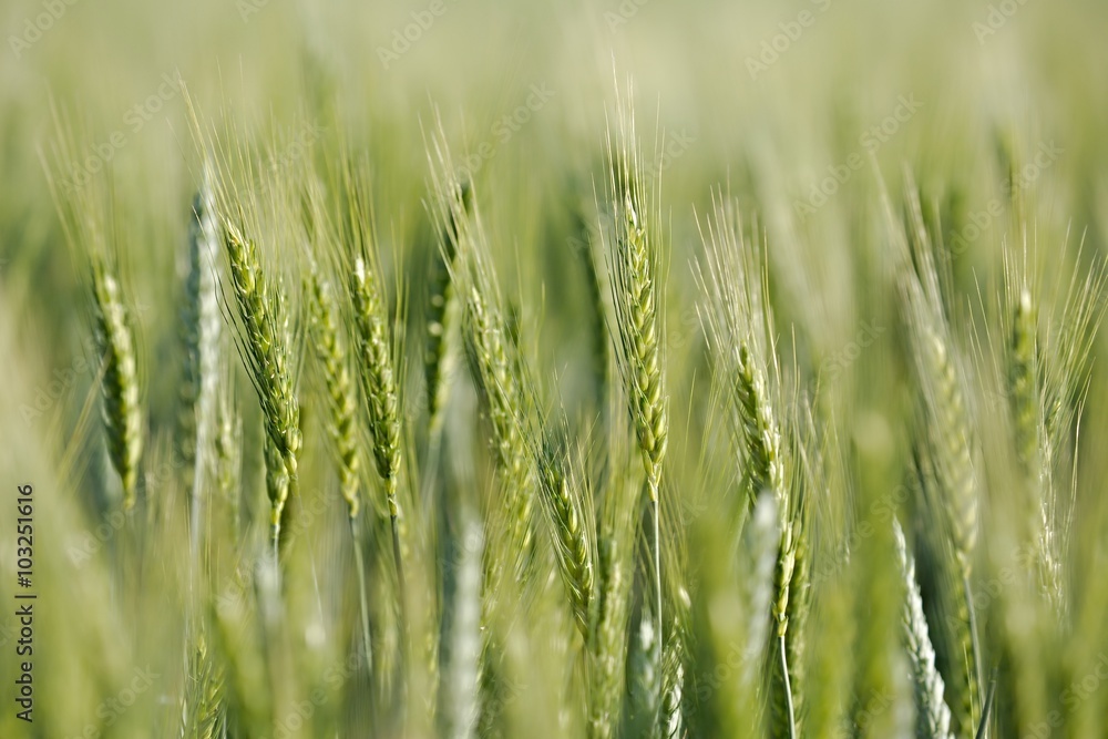 Wheat field Wheat field