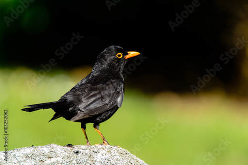 Dark bird on rock © lcy1063