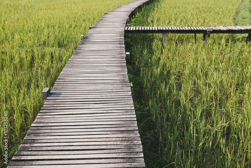 Wooden bridge to rice field