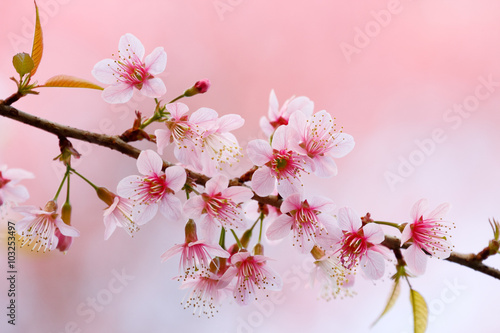 Cherry blossom (Wild himalayan cherry/Prunus cerasoides) on pink background © iamtk