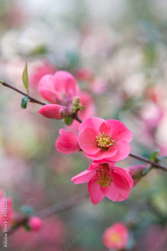 Chaenomeles. Japanese quince. Spring pink flowers background. Chaenomeles. Japanese quince. Spring pink flowers background.