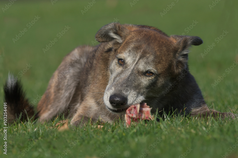 Fototapeta premium Hund frisst Kaninchenkarkasse