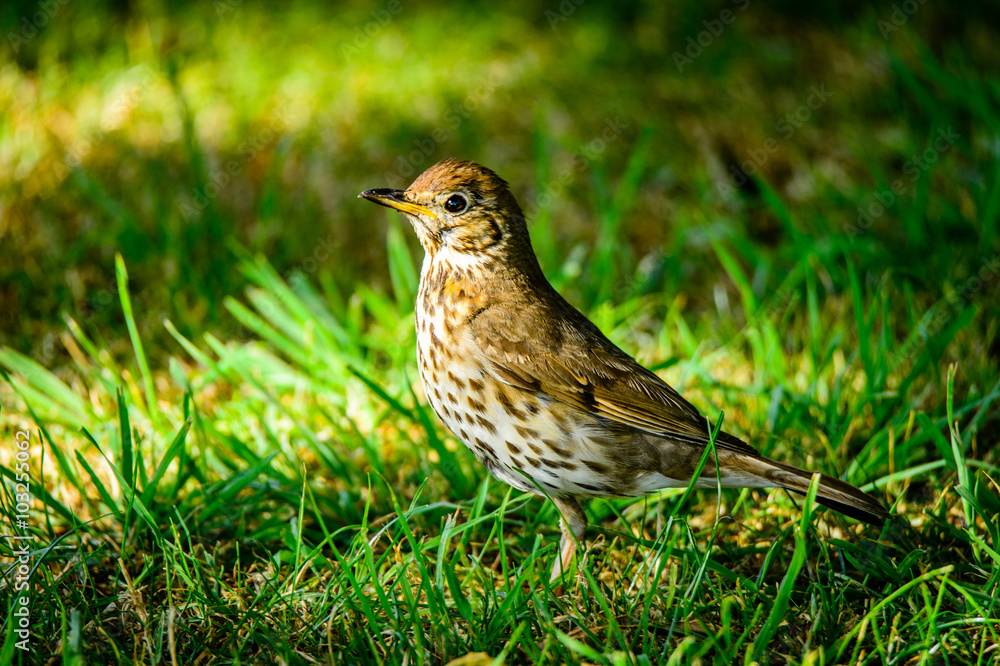 Bird on grass Bird on grass