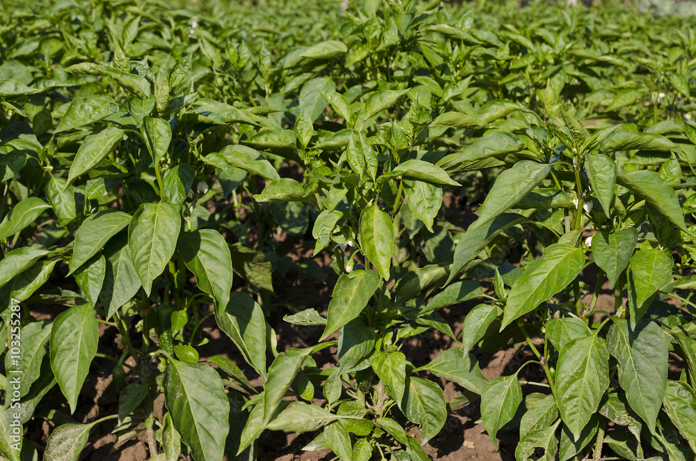 Peppers in a field and blue sky in the summer Peppers in a field and blue sky in the summer