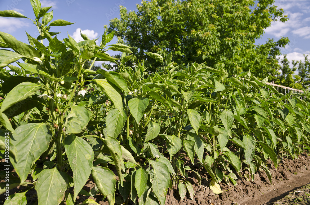 Peppers in a field and blue sky in the summer Peppers in a field and blue sky in the summer