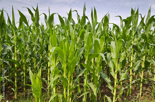 Green corn field in the eastern Bulgaria
