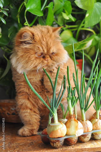 Funny cat with green onion photo