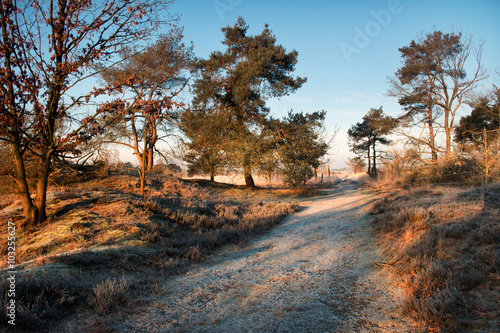 Wandelpad op Kalmthoutse heide na een koude nacht