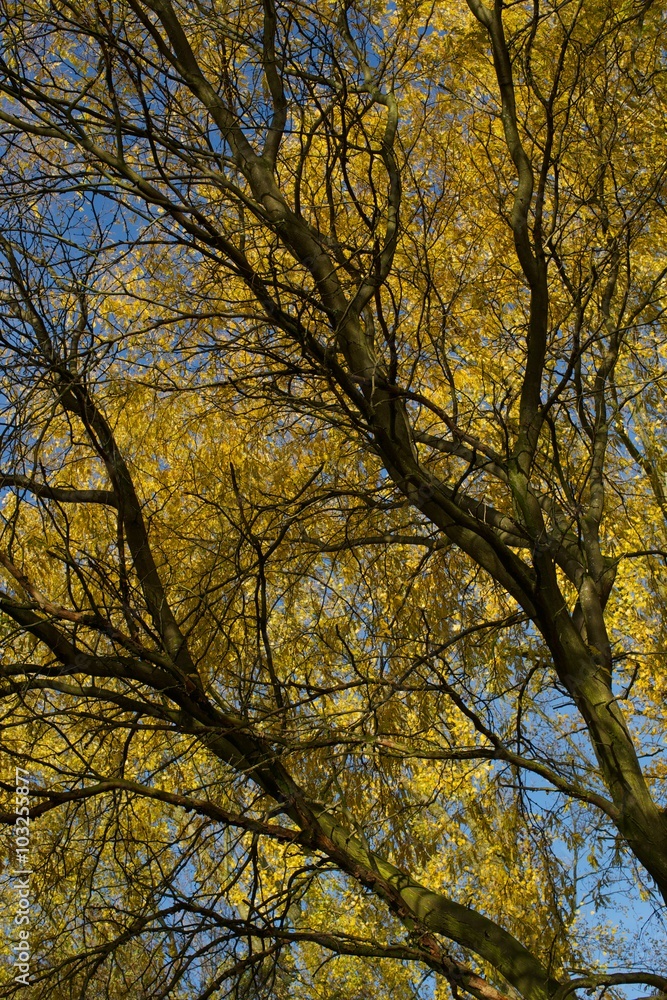lichtinval op gele bladeren van een boom tijdens herfst lichtinval op gele bladeren van een boom tijdens herfst