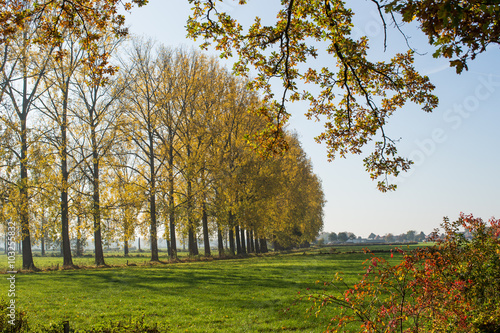 zicht op weiland met rij bomen in herfst photo