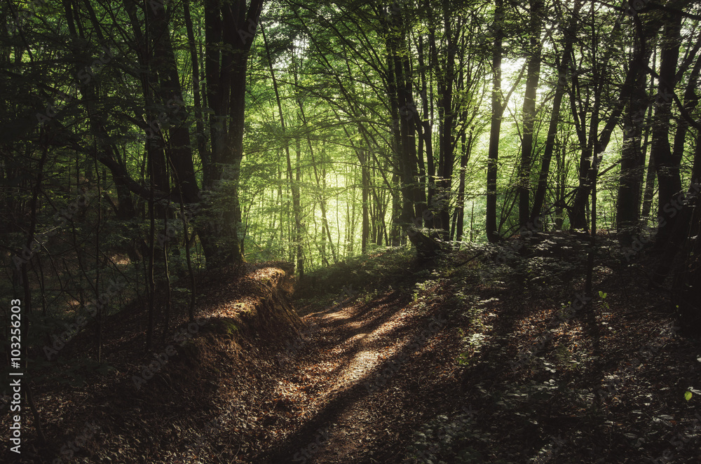 Naklejka premium dirt road through forest in evening