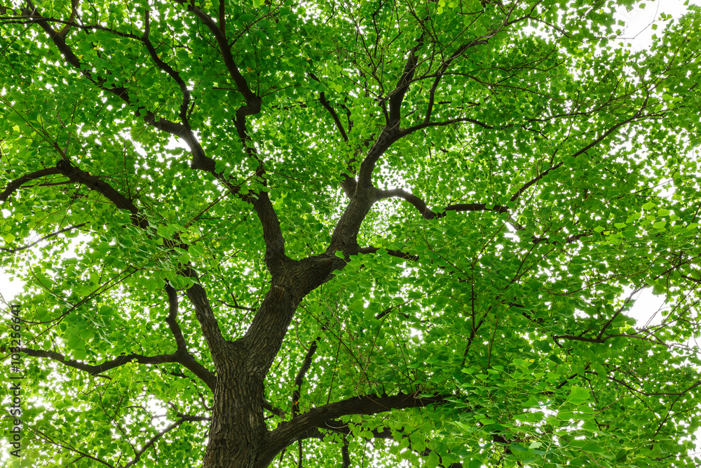 Green natural background of Chinese tallow trees in summer Green natural background of Chinese tallow trees in summer