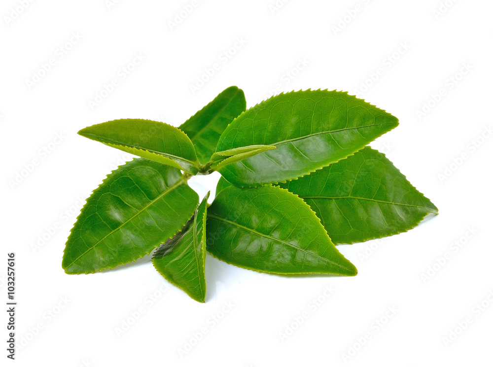 Green tea leaf isolated on white background Green tea leaf isolated on white background