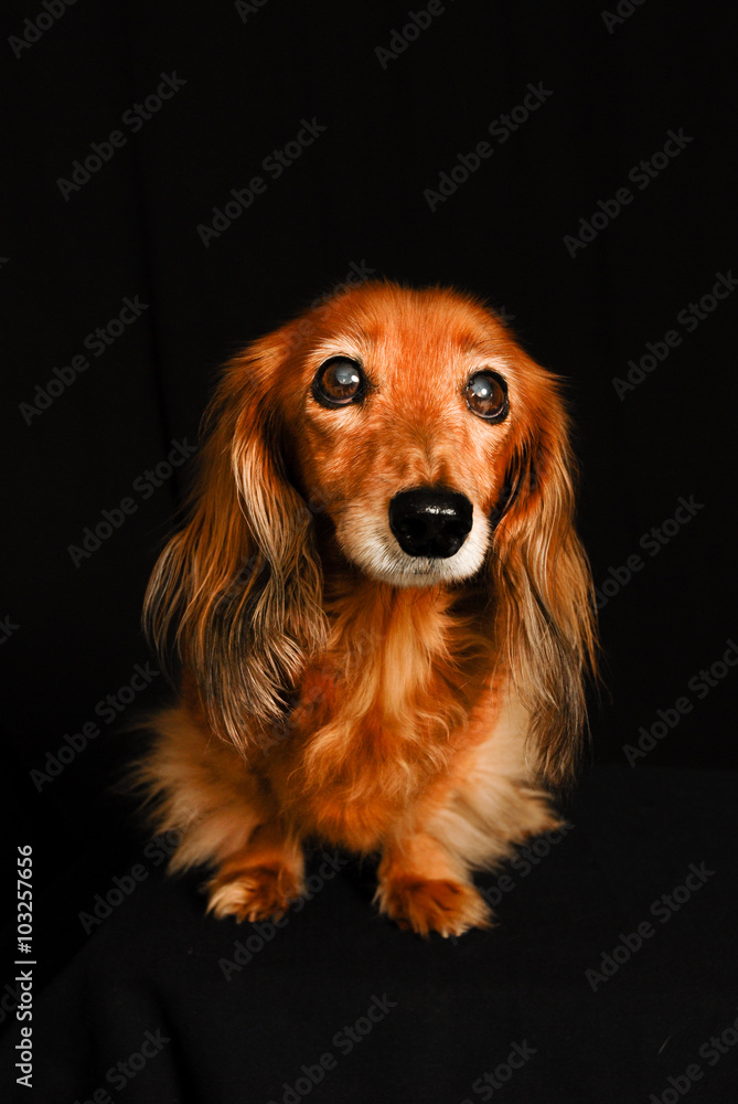 Cute Little puppy dog looking at the camera on a black background