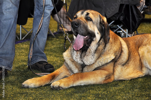 Spanish Mastiff dog on exhibition photo