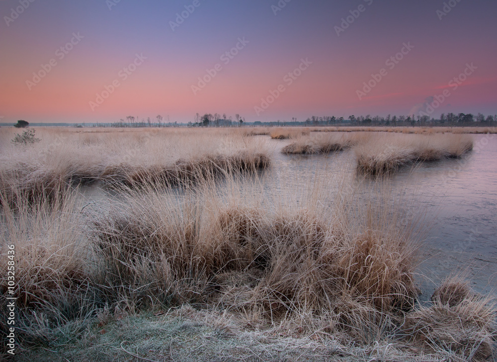 Obraz premium Heideven met rietpollen bij zonsopkomst op Kalmthoutse heide