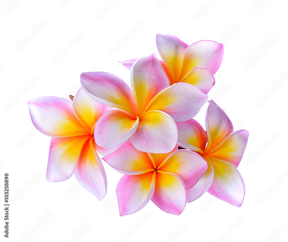 Frangipani flower  on white background.
