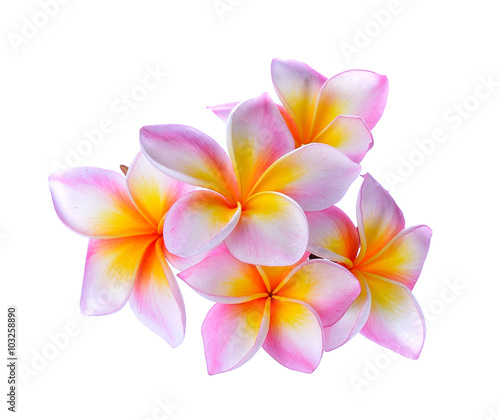 Frangipani flower on white background.