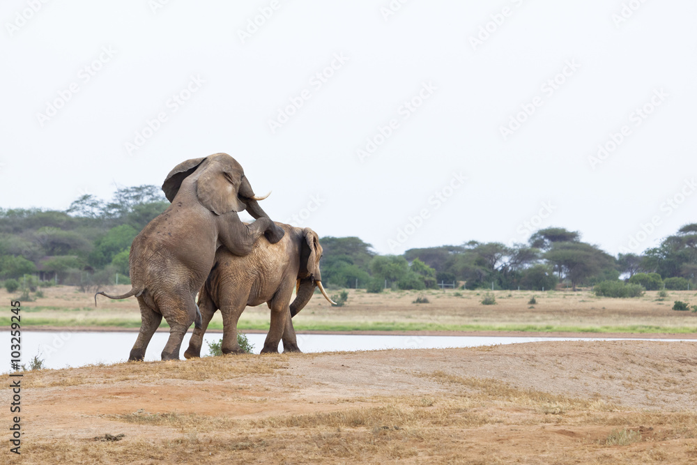 Fototapeta premium Mating Elephants At Lake