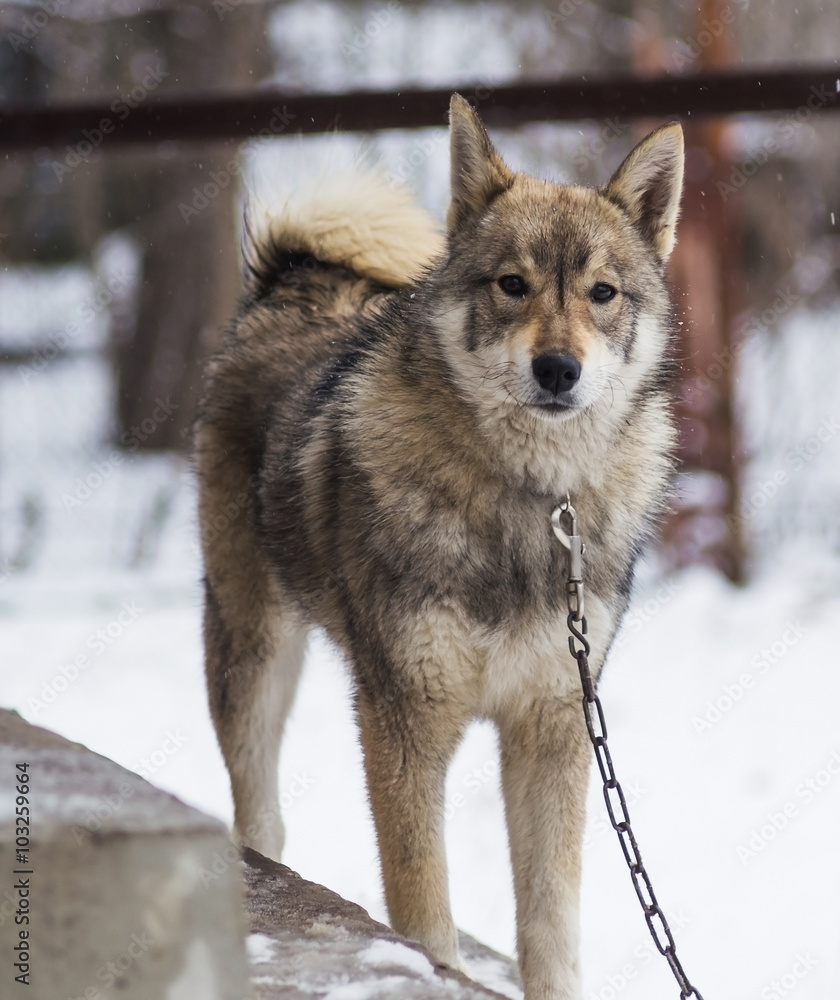 Obraz premium Portrait of a dog snow winter wild