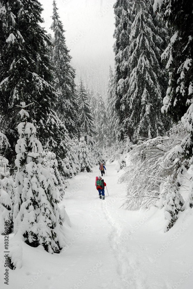 Hikers in winter Carpathians mountains. Ukraine