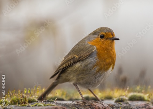 Robin Red Breast (Erithacus rubecula)