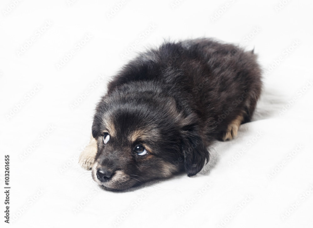 Fototapeta premium Adorable cute little puppy dog with sad eyes on a light background.