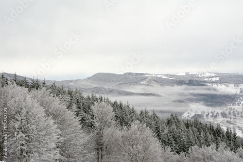 Winter forest in snow and fog