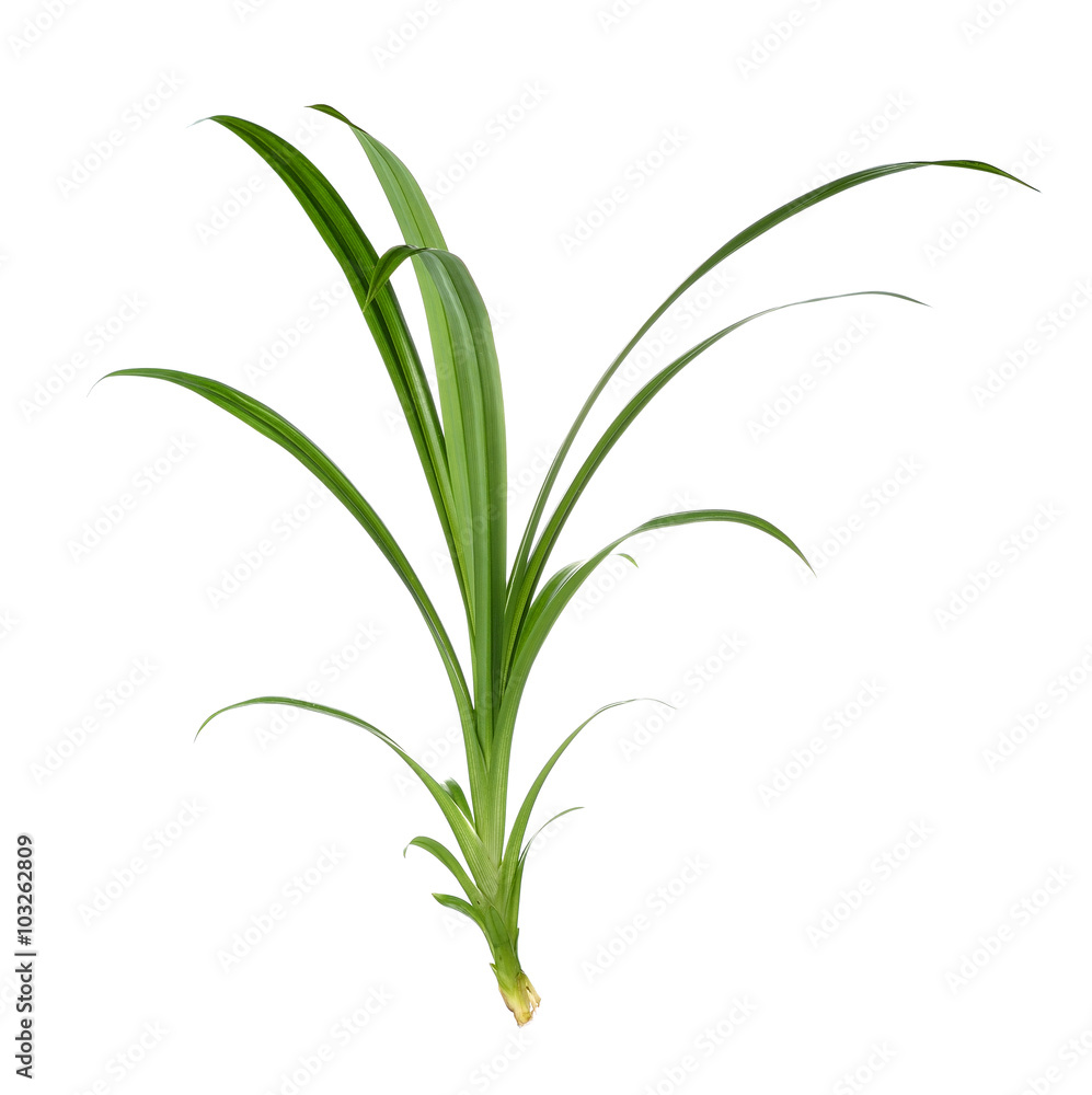 Fototapeta premium Pandan Leaves on white background