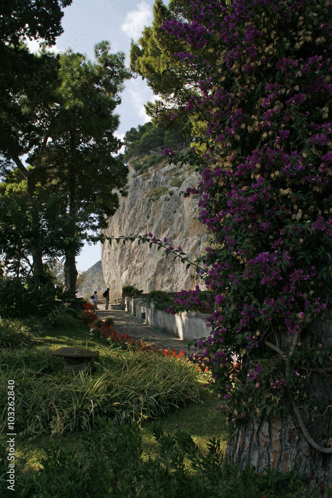 Capri island, famous road on the mountains with flowers Capri island, famous road on the mountains with flowers