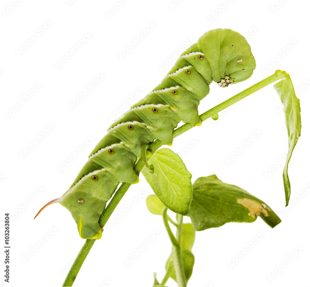 Obraz premium Tomato hornworm - Manduca quinquemaculata, Caterpillar hawk Car