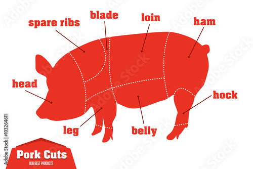 Pork cuts infographic set of meat parts, vector