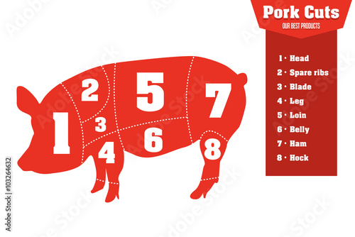 Pork cuts infographic set of meat parts, vector